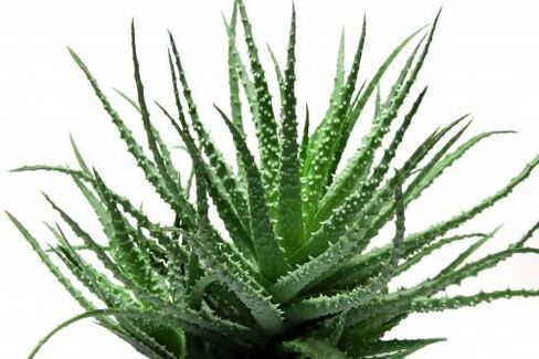 Aloe Vera an Men's Defence